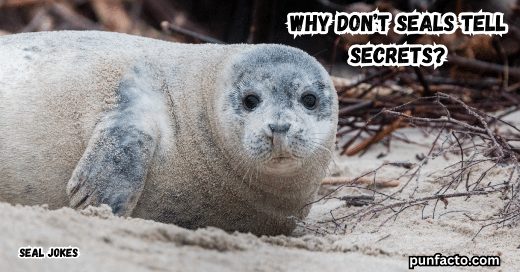 Why don’t seals tell secrets?