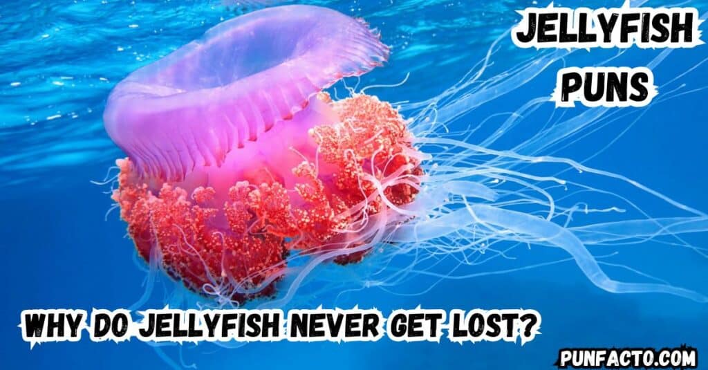 Jellyfish Jokes for Everyone