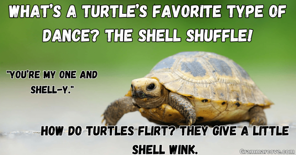 Funny Turtle Puns and Jokes