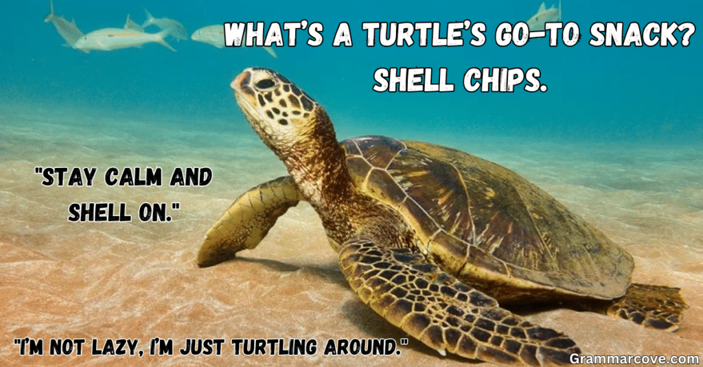 More Turtle Puns and Jokes