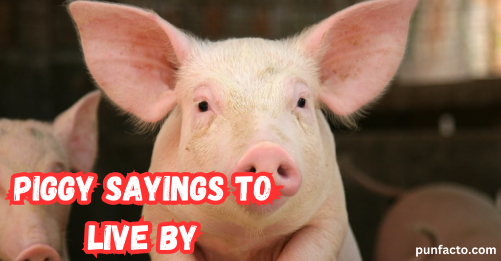 Piggy Sayings to Live By