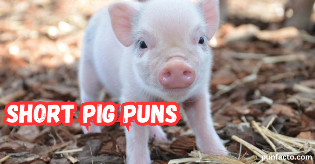 Short Pig Puns