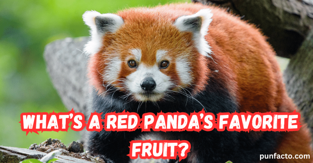 What’s a red panda’s favorite fruit?