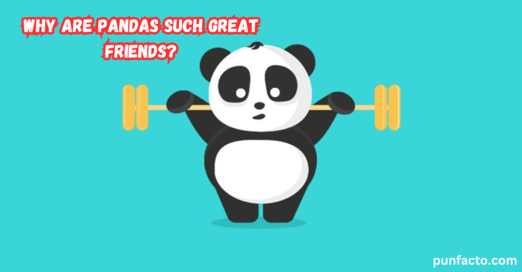 Why are pandas such great friends?