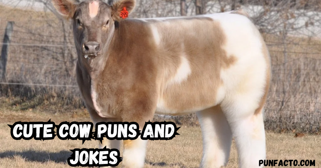 Cute Cow Puns