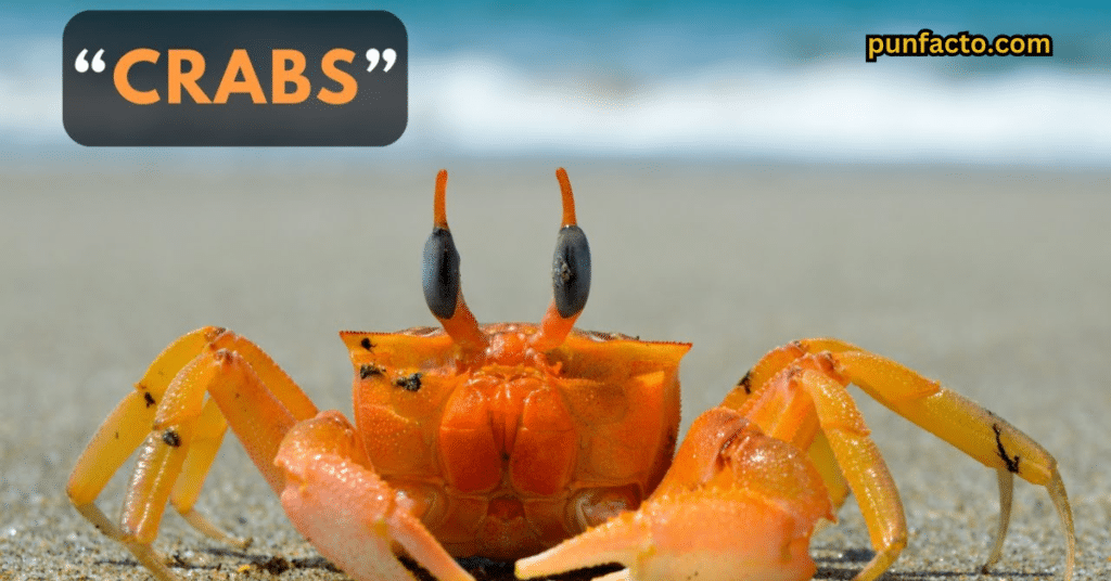 Crab Puns for When You’re Feeling Shellfish