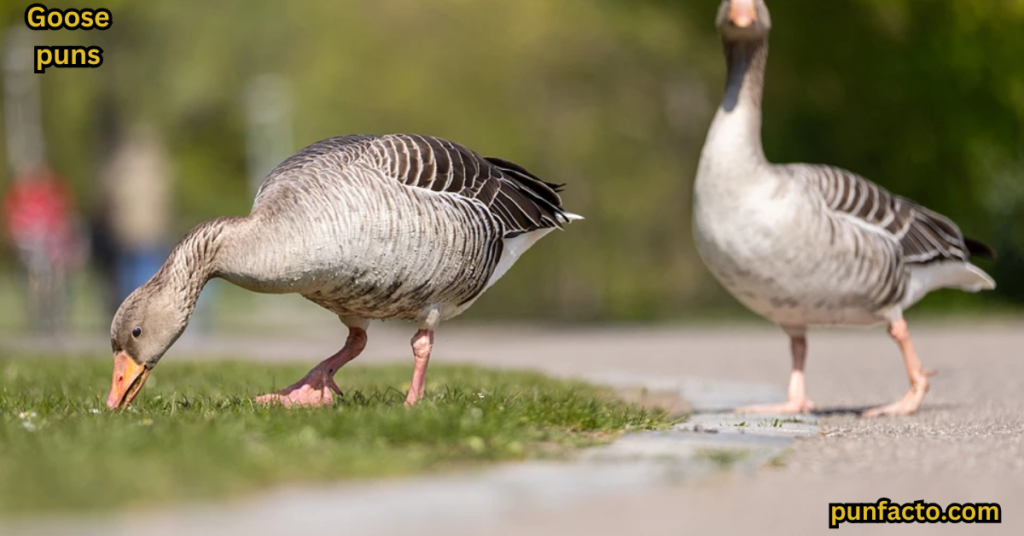  Geese are Always Up to Something 🦢