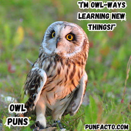 I’m owl-ways learning new things!