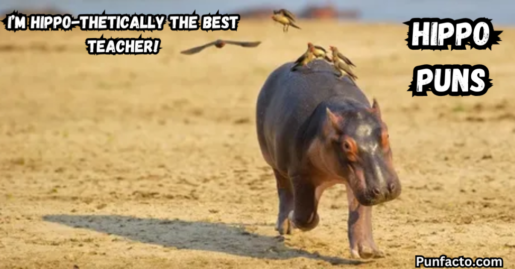 Playful Hippo Puns for Teachers