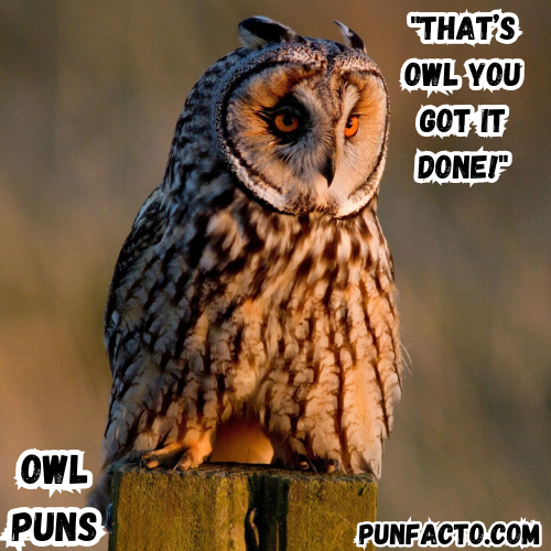 "That’s owl you got it done!"