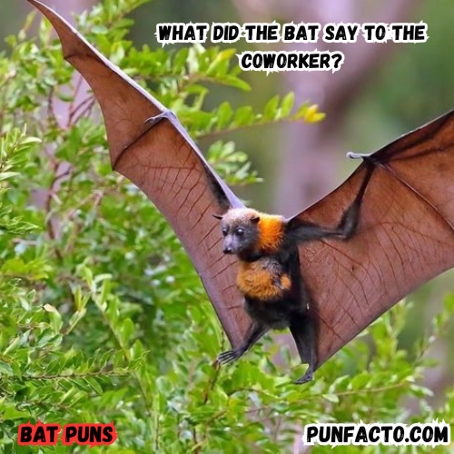 What did the bat say to the coworker