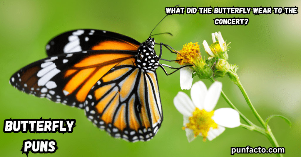 What did the butterfly wear to the concert