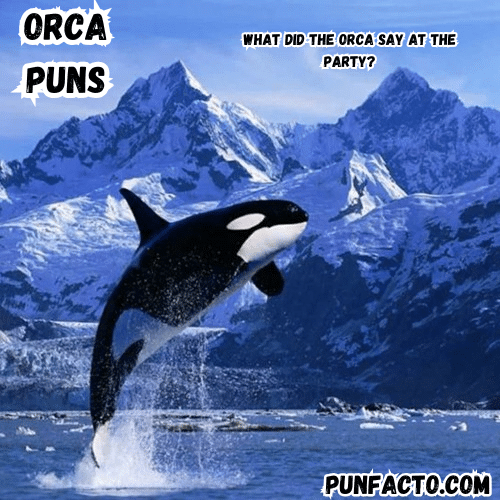 What did the orca say at the party