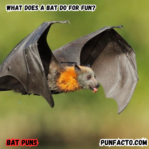 What does a bat do for fun