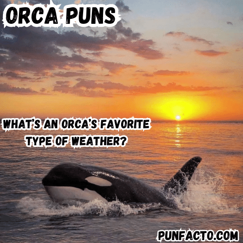 What’s an orca’s favorite type of weather