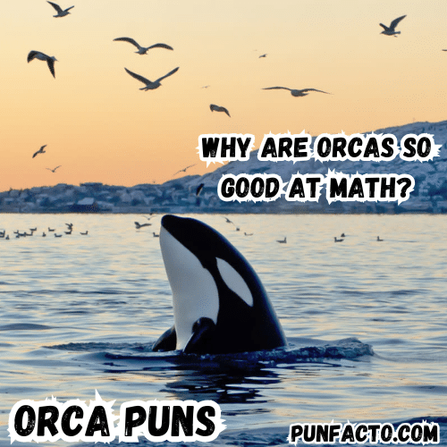 Why are orcas so good at math