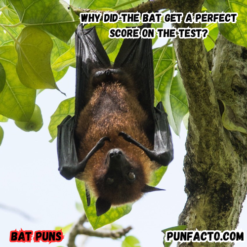 Why did the bat get a perfect score on the test