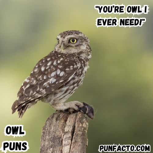 You’re owl I ever need!