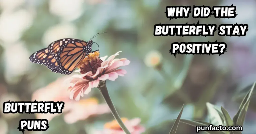 why-did-the-butterfly-stay-positive