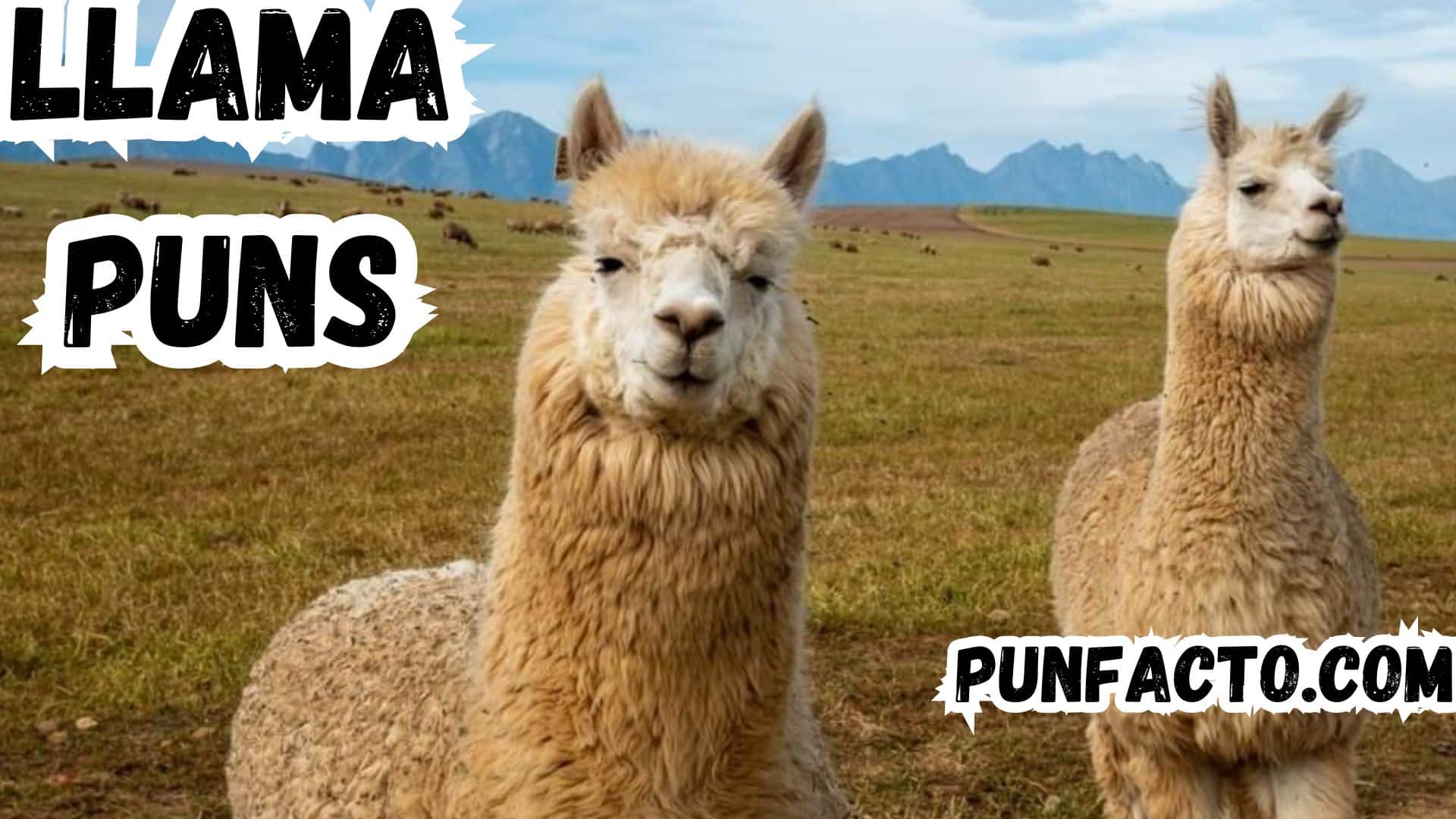 210+ Hilarious Llama Puns and Jokes to Make You Laugh