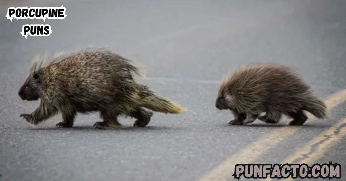 100 Hilarious Porcupine Puns That Will Make You Laugh Out Loud