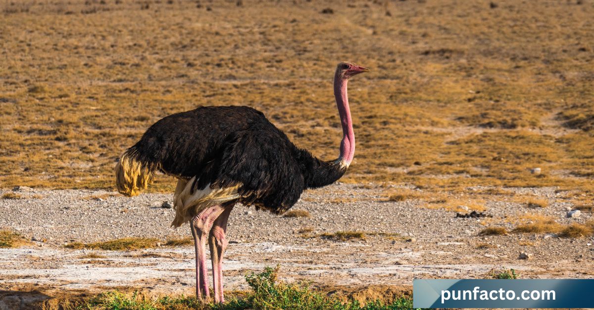 150+ Hilarious Ostrich Puns That Will Make You Laugh Out Loud