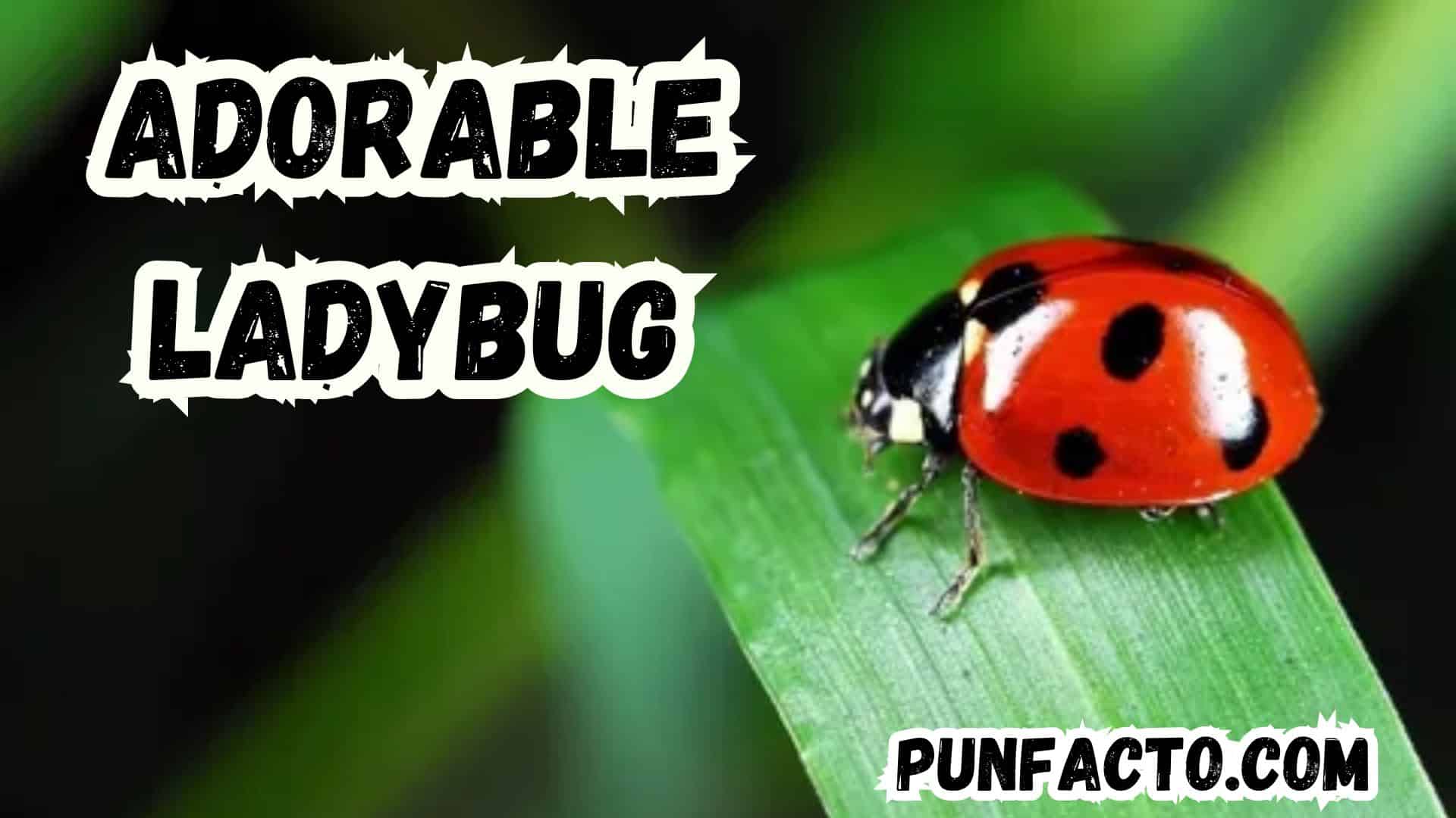 210 Adorable Ladybug Puns That Will Make You Smile and Giggle