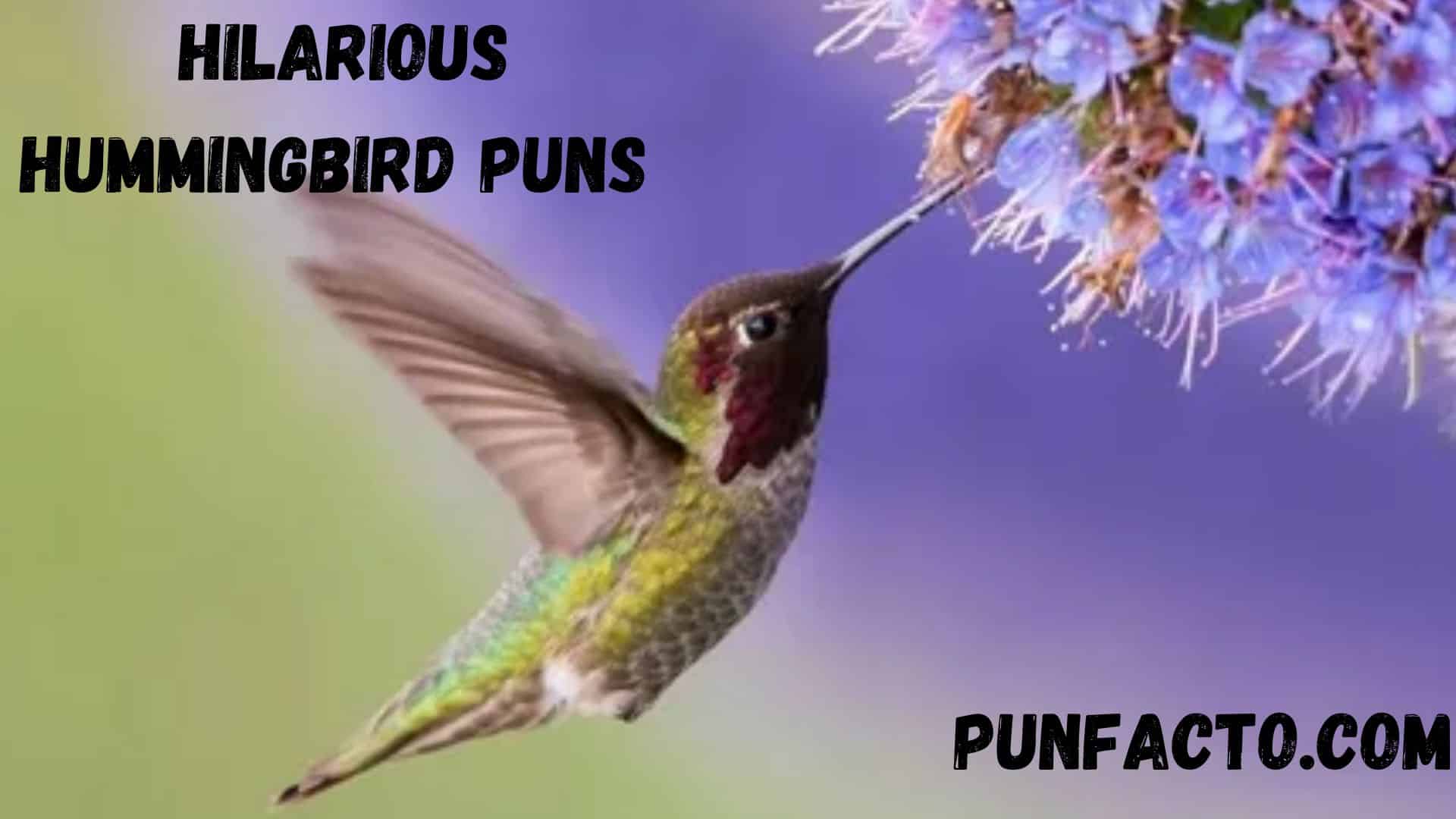 210+ Hilarious Hummingbird Puns That Will Make You Fly High (1)