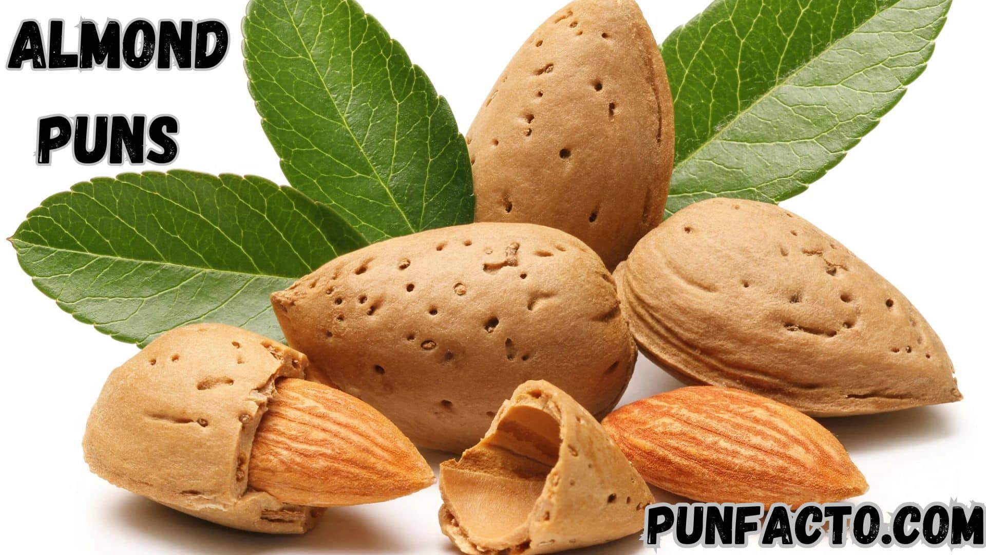 240 Top Almond Puns and Jokes to Nutty Up Your Day