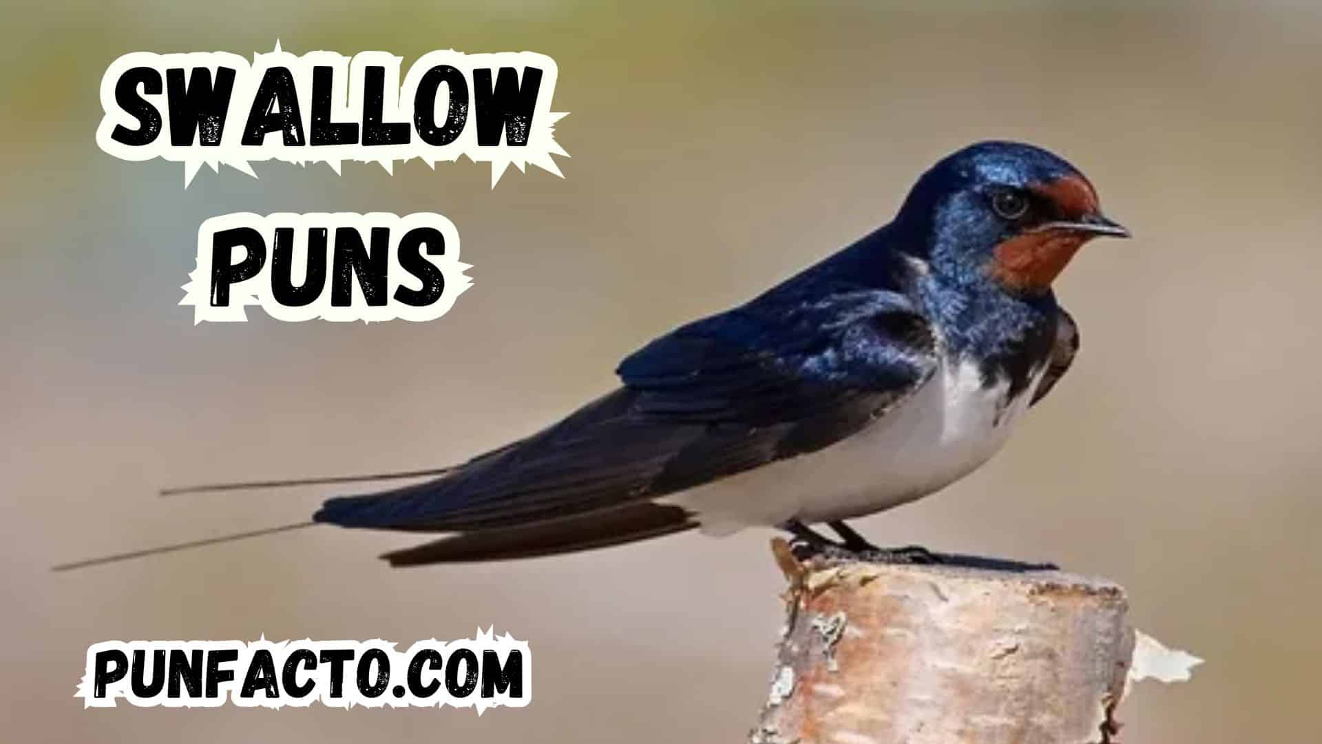 250 Hilarious Swallow Puns That Will Make You Laugh Out Loud