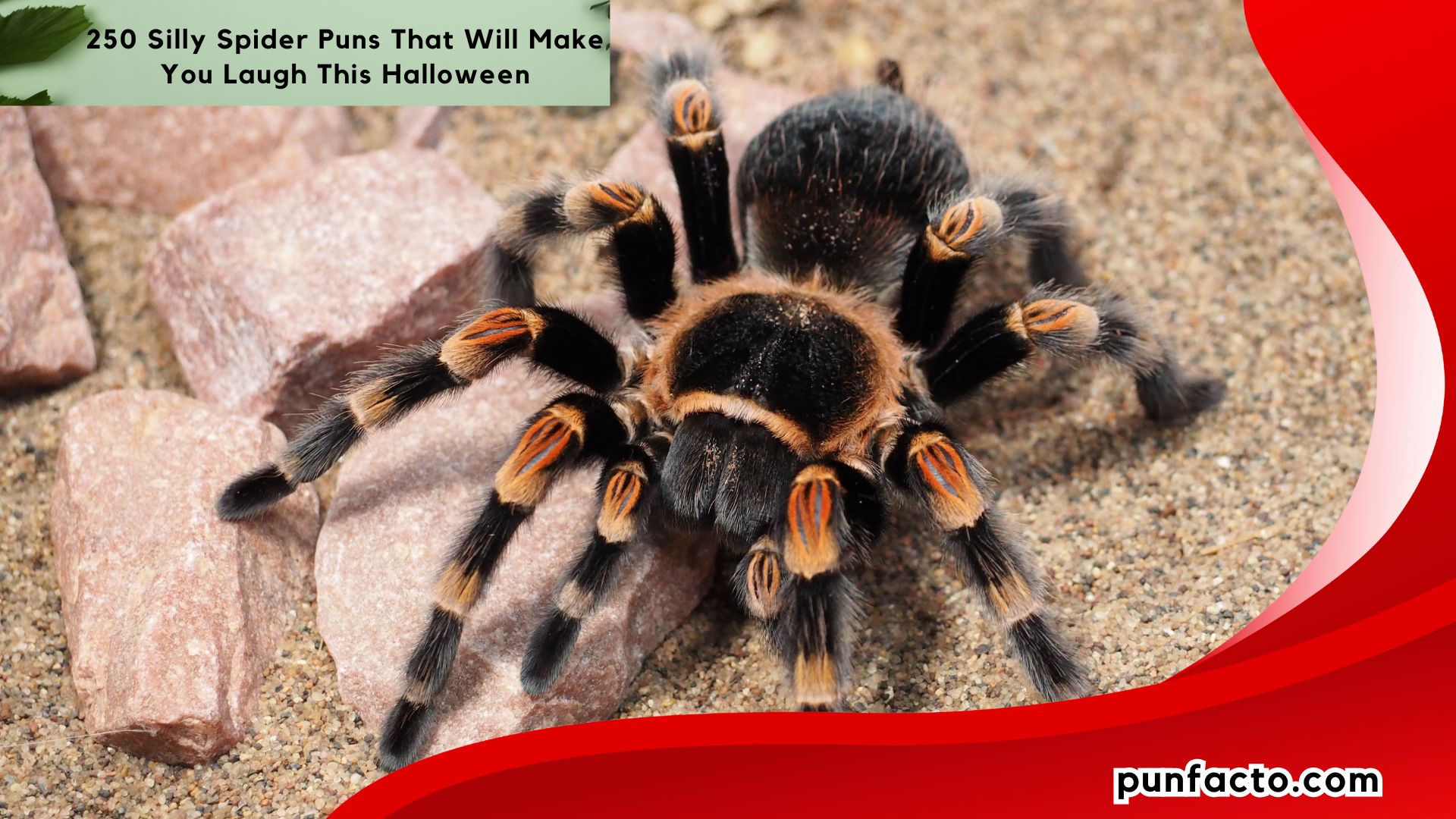 250 Silly Spider Puns That Will Make You Laugh This Halloween