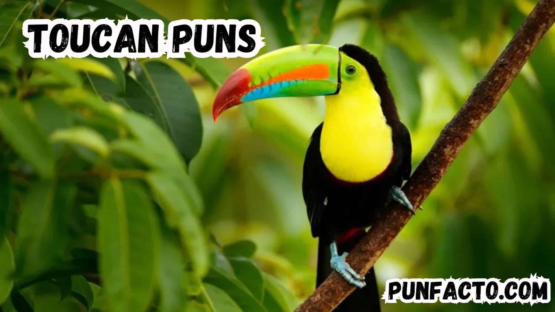 260+ Hilarious Toucan Puns That Will Tickle Your Funny Bone