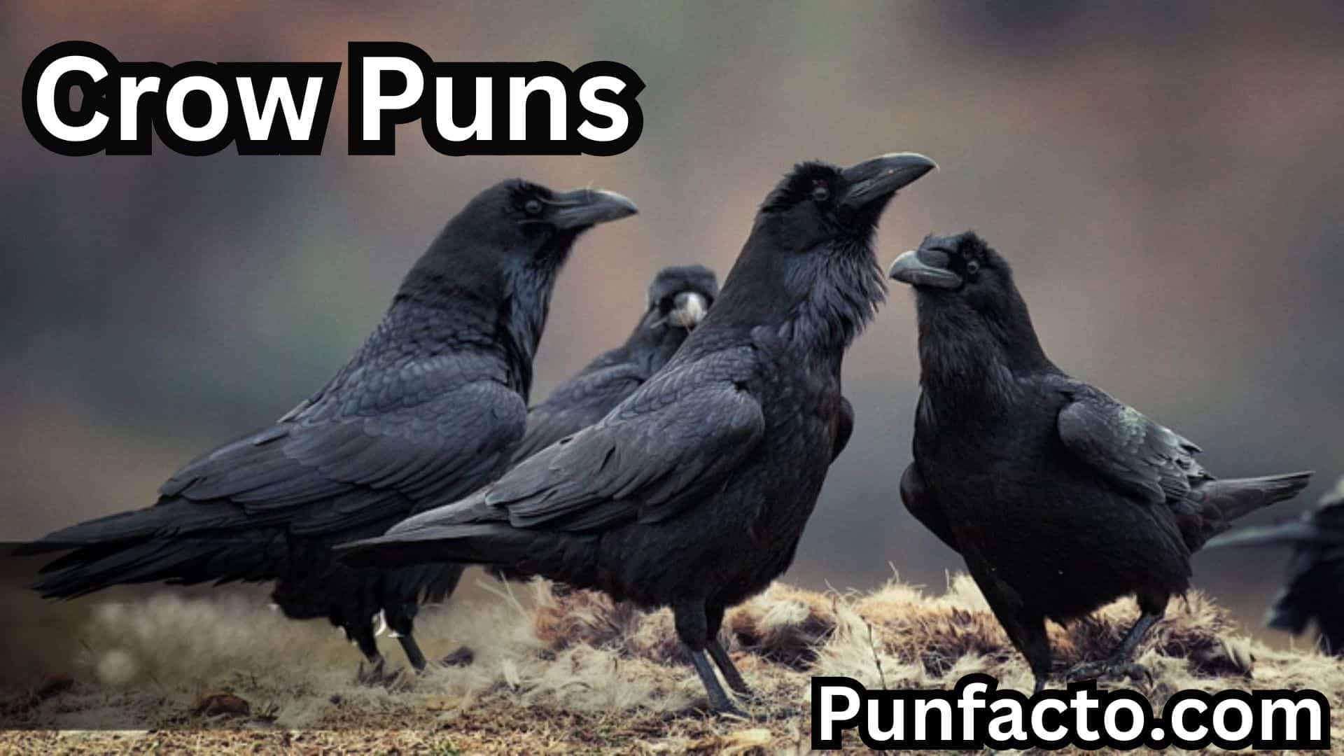 300+ Hilarious Crow Puns to Spruce Up Your Conversations