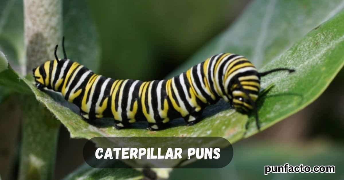 Caterpillar Puns