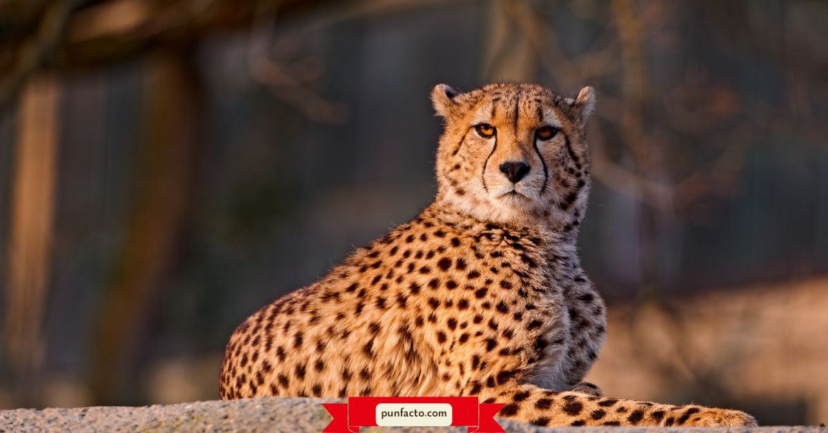 Cheetah Puns That Will Make You Laugh Out Loud