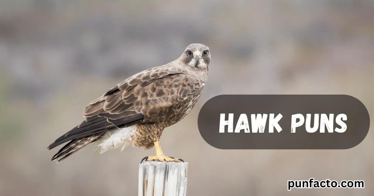 Hawk Puns