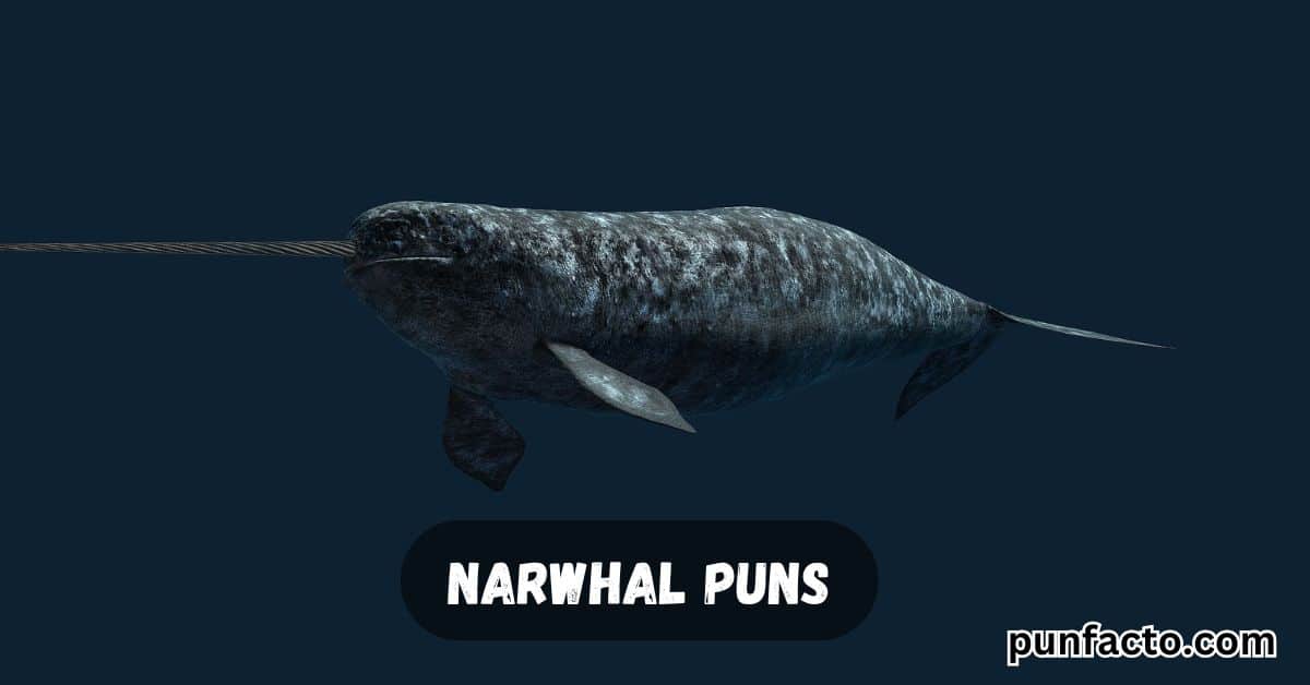 Narwhal Puns