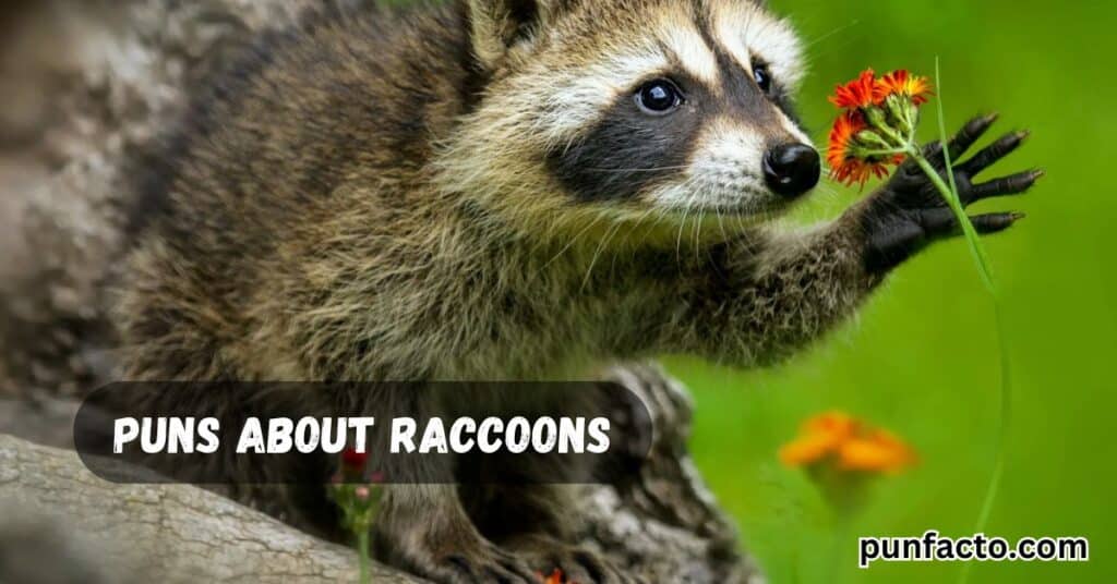 Puns About Raccoons