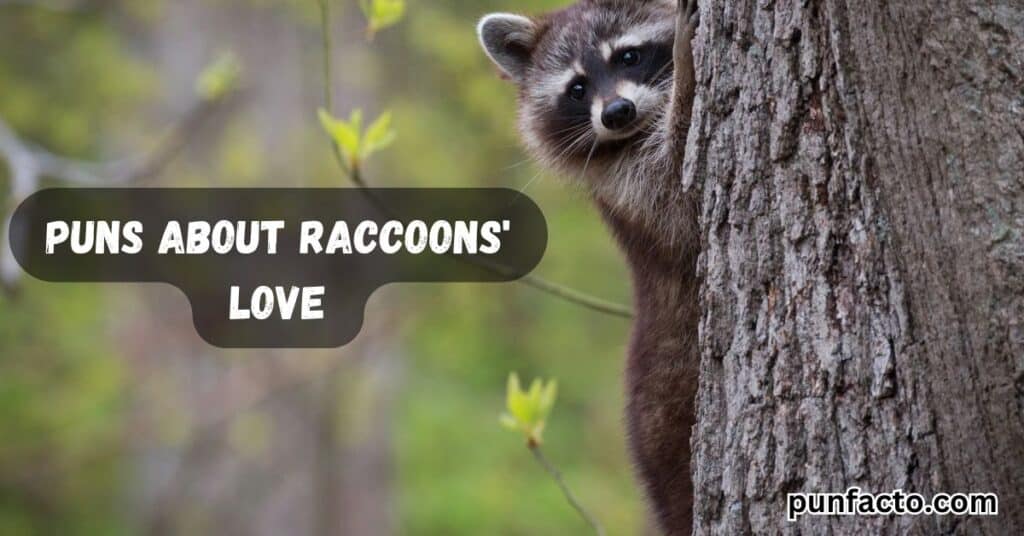 Puns About Raccoons' Love