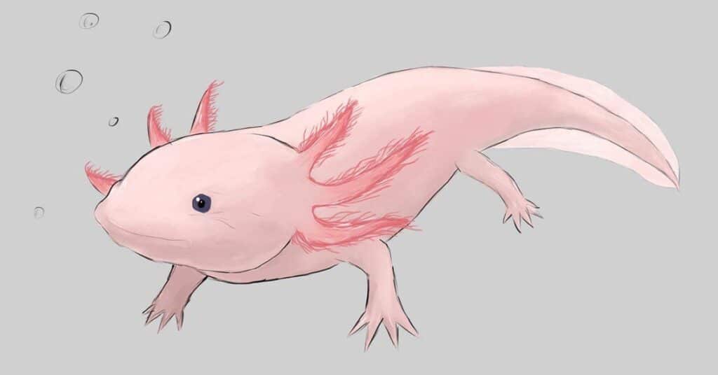 Axolotl