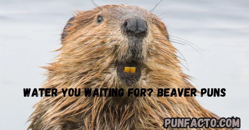 Water You Waiting For Beaver Puns