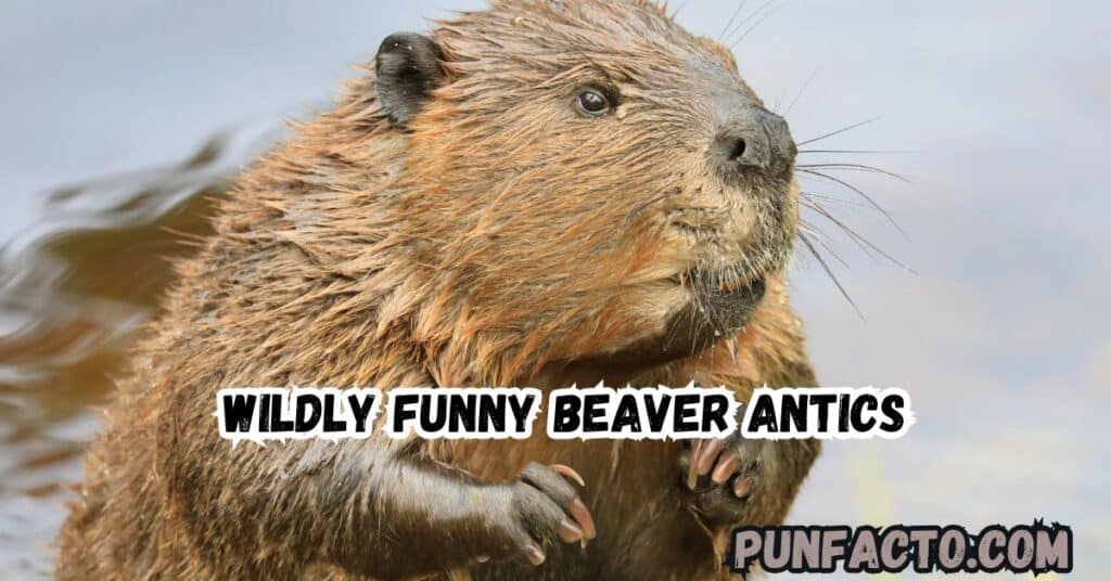 Wildly Funny Beaver Antics