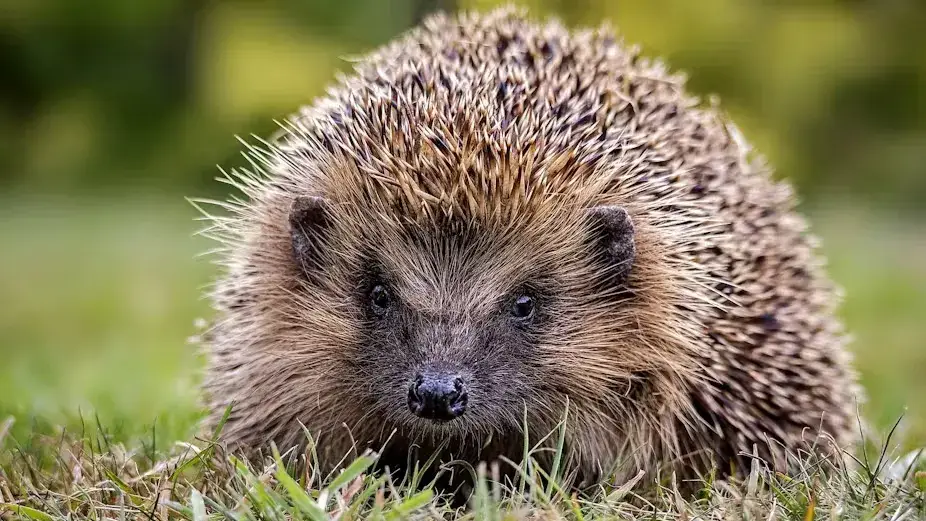 A Hedgehog’s Sense of Humor