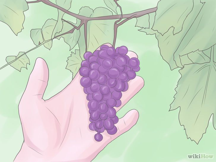 How to Use Grape Puns