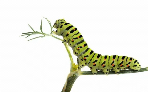 20 Witty Caterpillar Lines for Your Next Chat