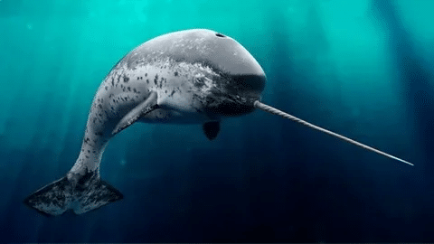 20 Narwhal Jokes to Brighten Your Day