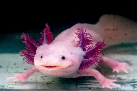 Punny Axolotl Sayings