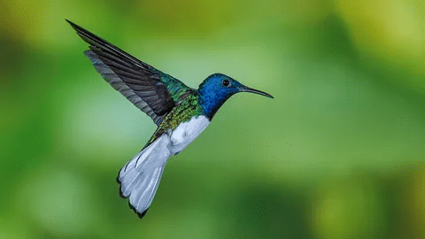 Funny Hummingbird Puns to Make You Smile