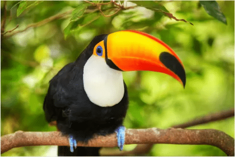 Classic Toucan Puns