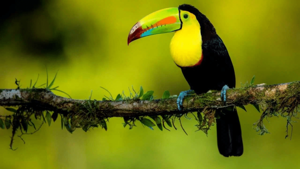 Feathered Fun with Toucans